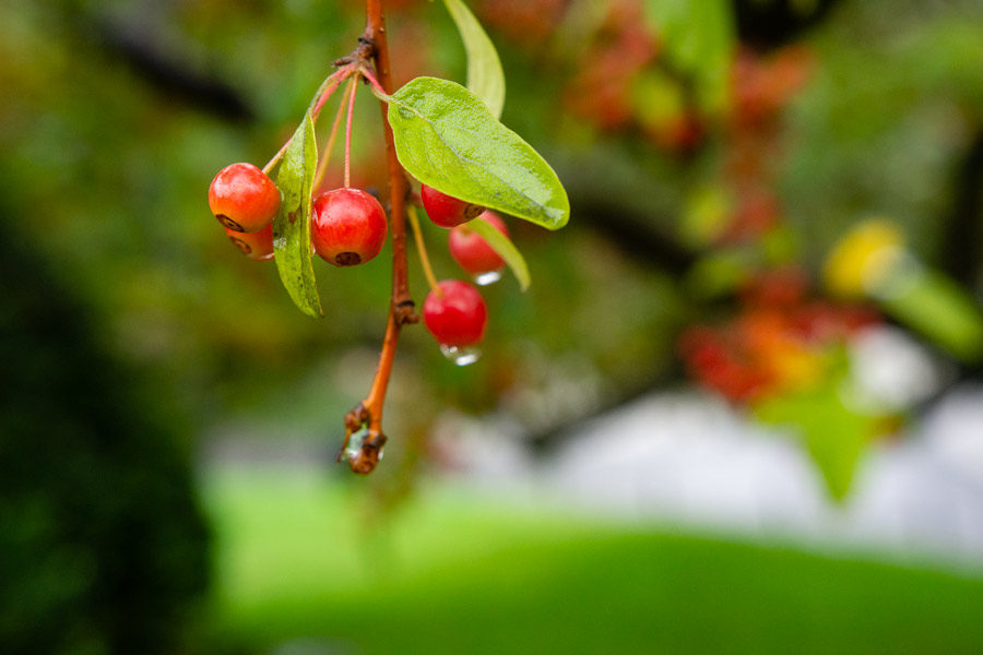 Red berries photo