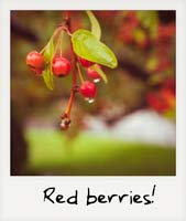 Red berries!