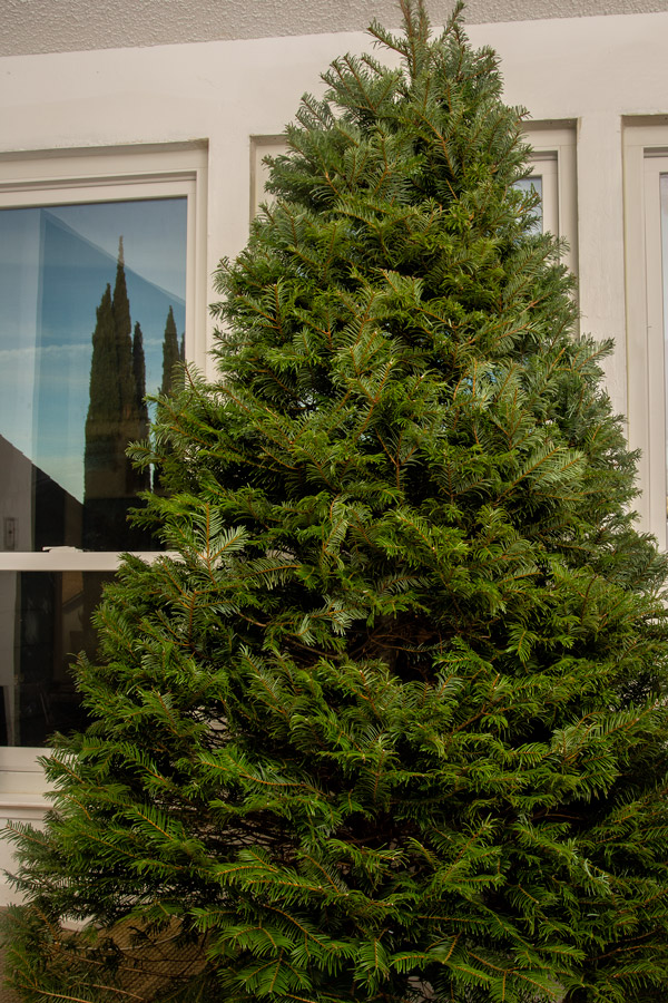 Christmas tree photo