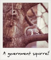 A government squirrel!