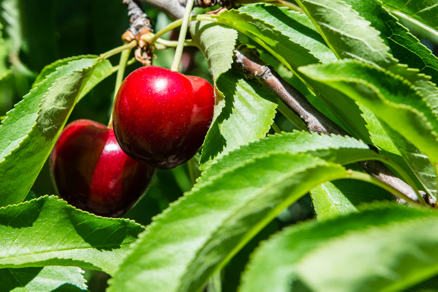 ripe cherries photo
