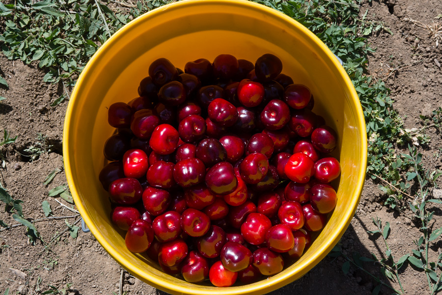 Bucket of cherries photo