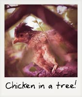 Chicken in a tree!