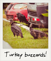 Turkey buzzards!
