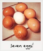Seven eggs!