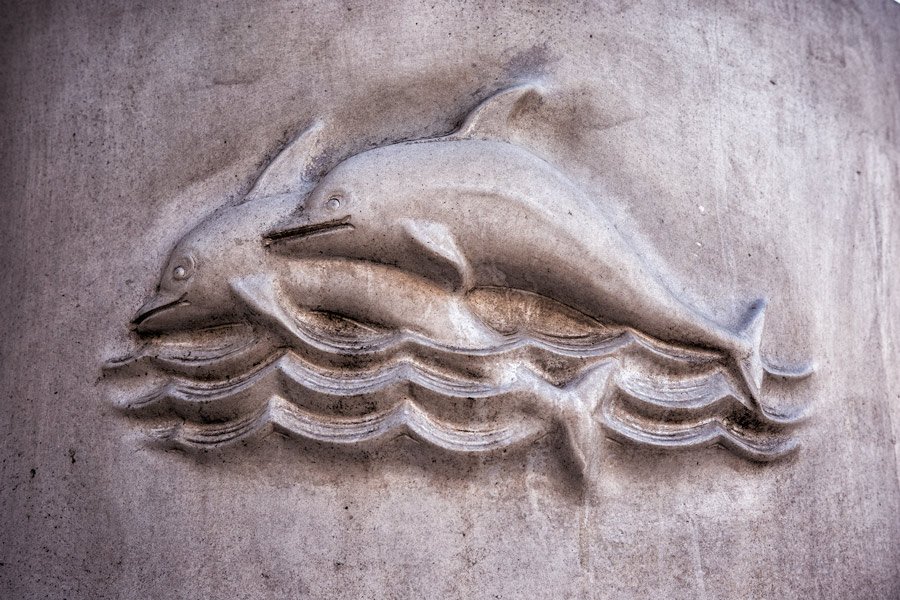 Dolphin engraving photo