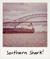 Southern Shark!