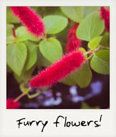 A fuzzy red flower!