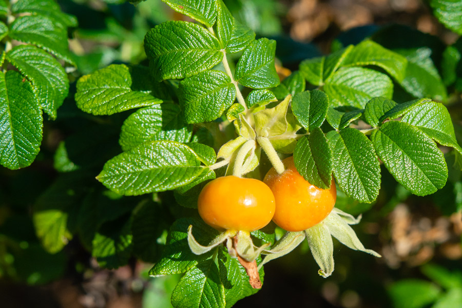 Tomatoes photo