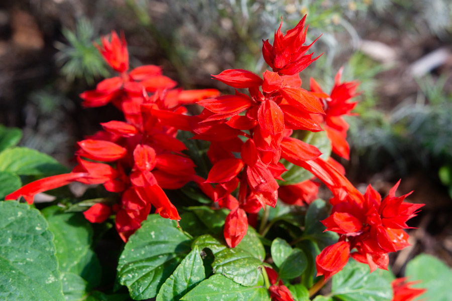 Red spiky flowers photo