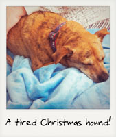 A tired Christmas hound!