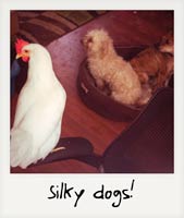 Silky dogs!