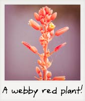 A red webby plant!