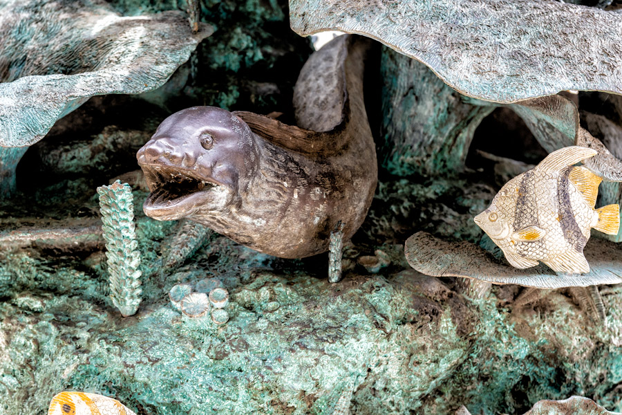 Moray eel photo