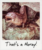 That's a Moray!