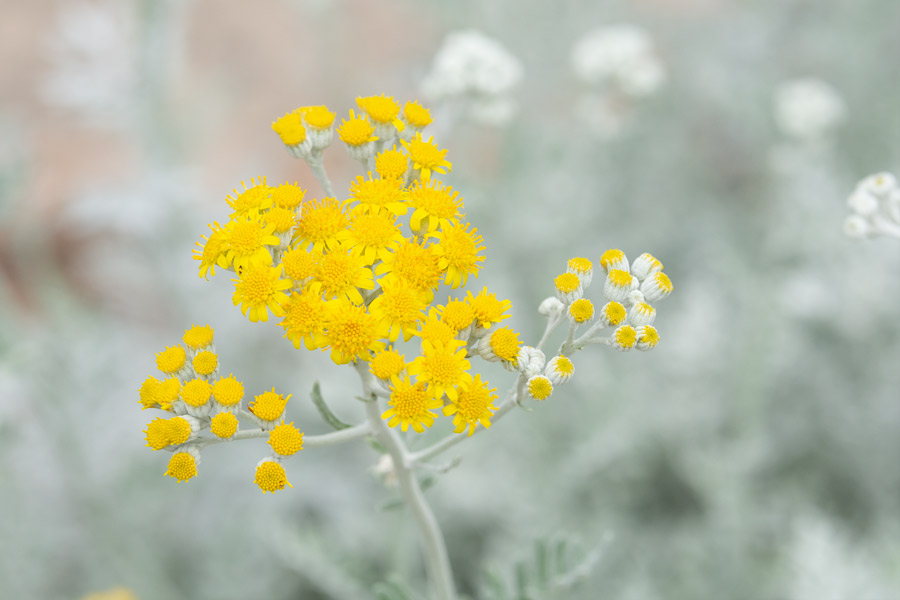 Yellow flower photo