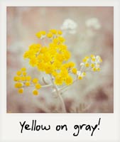 Yellow and gray!