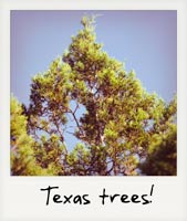 Texas trees!
