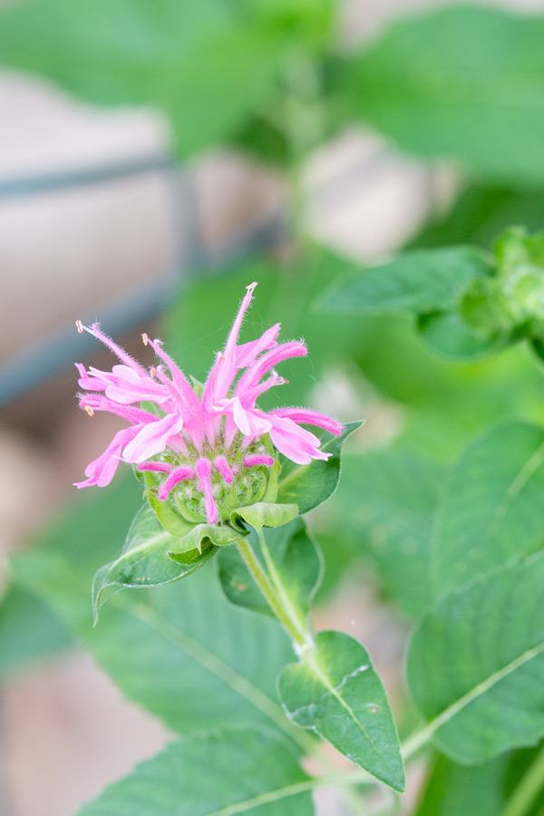 Purple flower photo