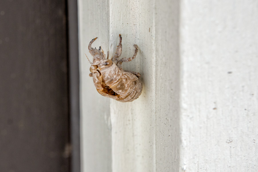 Beetle exoskeleton photo