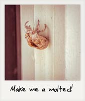 Make me a molted!