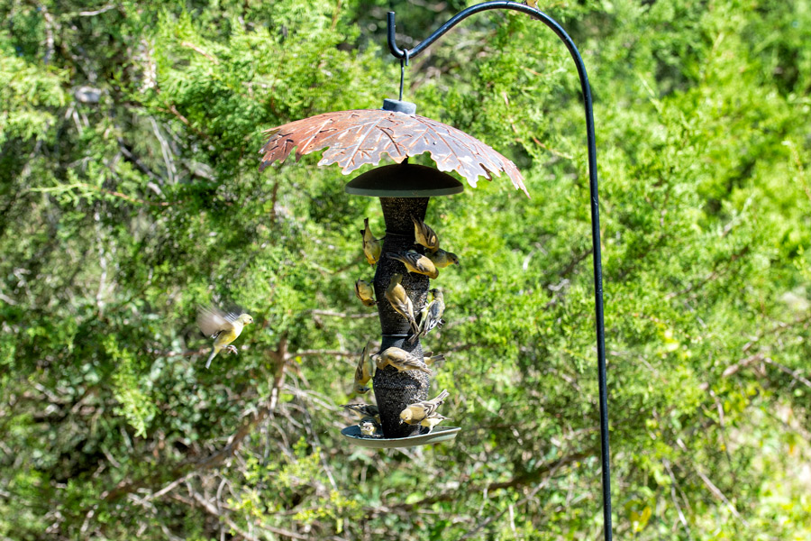 Bird feeder photo