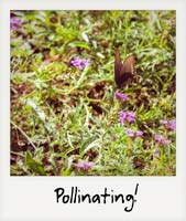 Pollinating!