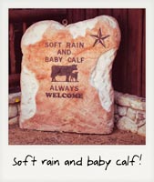 Soft rain and baby calf!