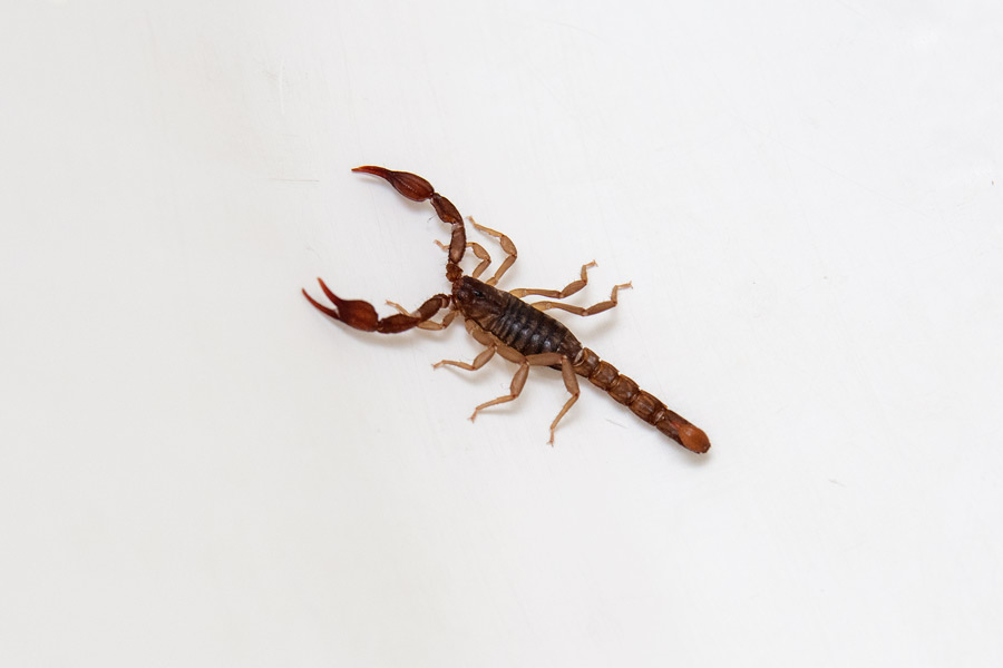 Scorpion photo