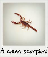 A clean scorpion!