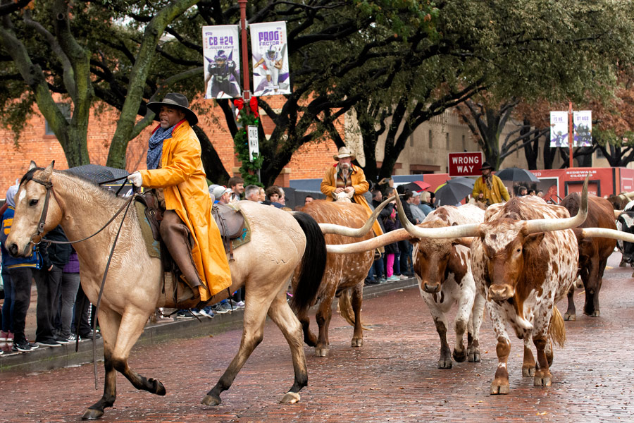 Longhorns driving photo