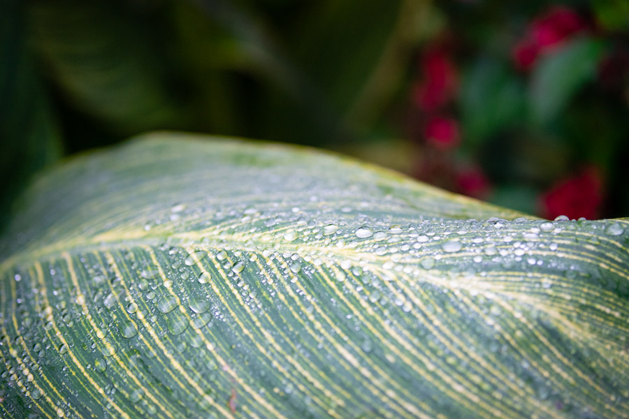Wet leaf photo