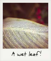 A wet leaf!