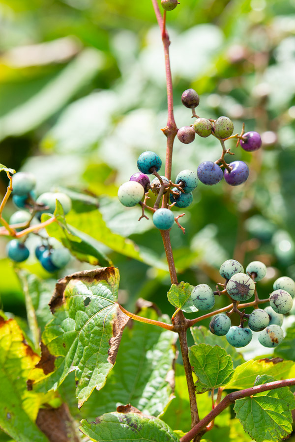 Martha's vineyard berries photo