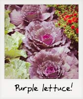 Purple lettuce!