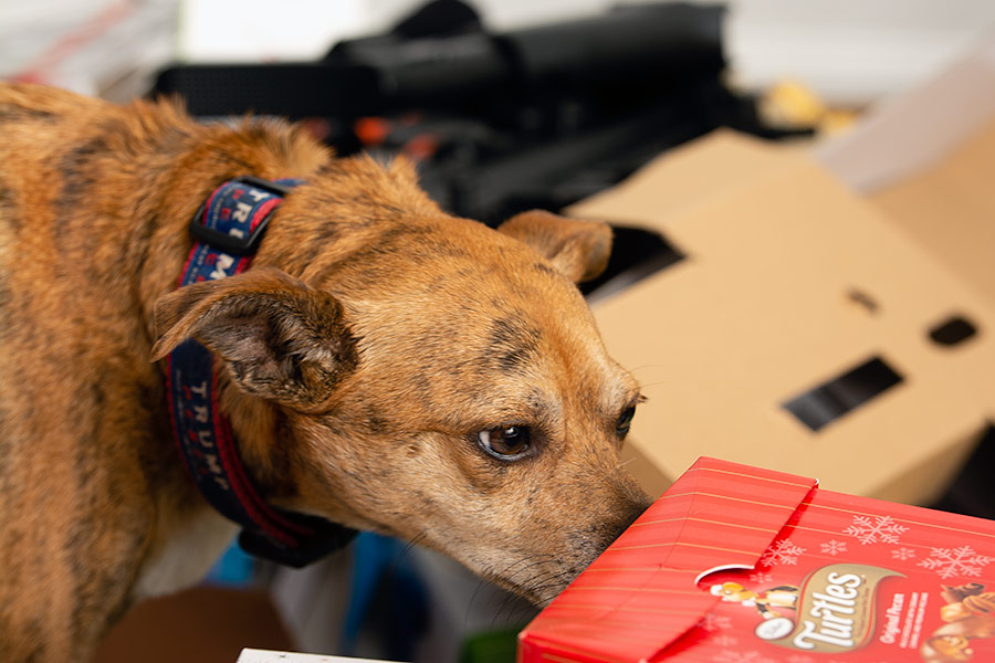 Christmas Mav Turtles photo