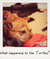 What happened to the Turtles?