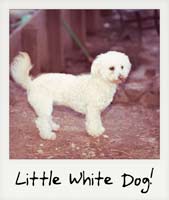 Little White Dog!