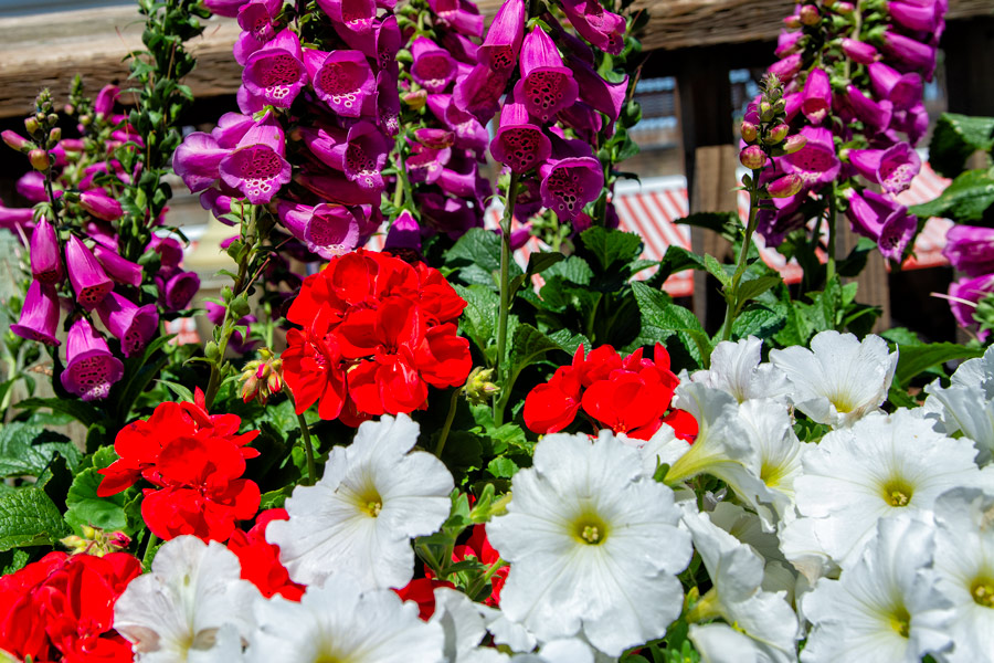 Purple red and white flowers photo
