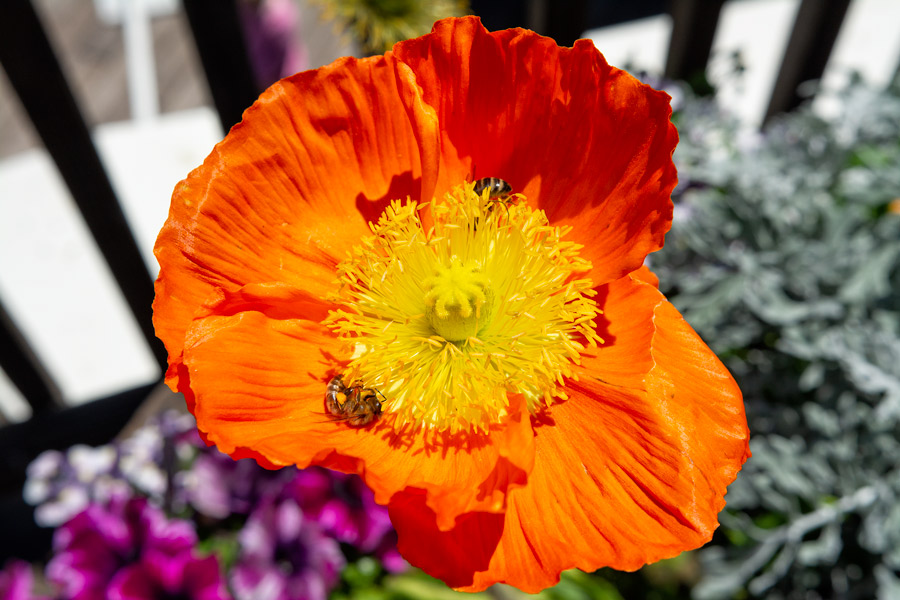 Orange flower bees photo