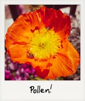 Pollen!