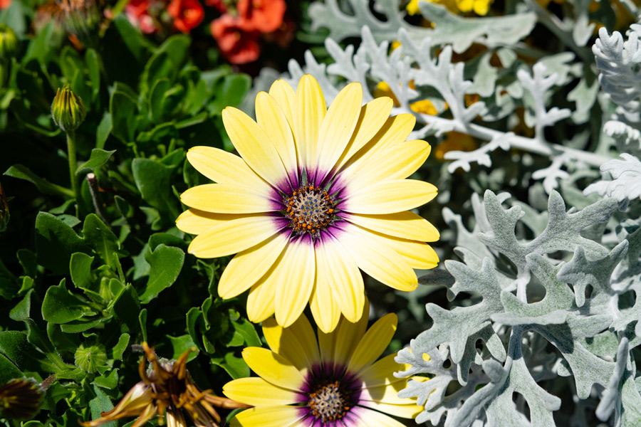 Yellow flower photo