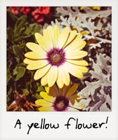 A yellow flower!
