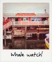 Whale Watch!