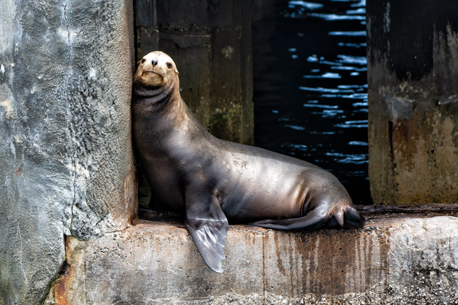 Sea lion photo