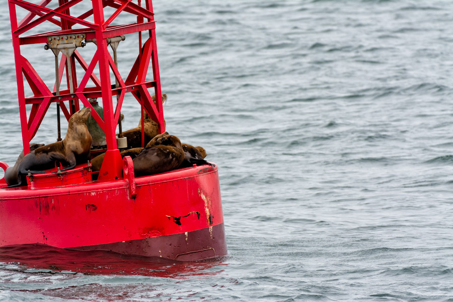 Sea lions buoy photo