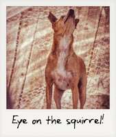 Eye on the squirrel!
