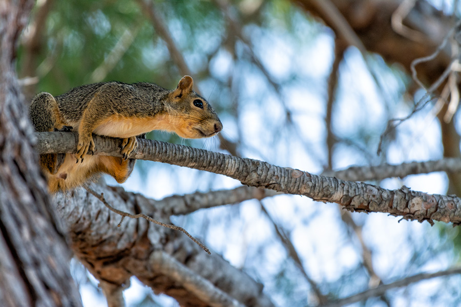 Squirrel in tree photo