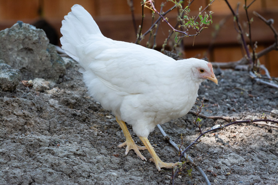 Chicken photo