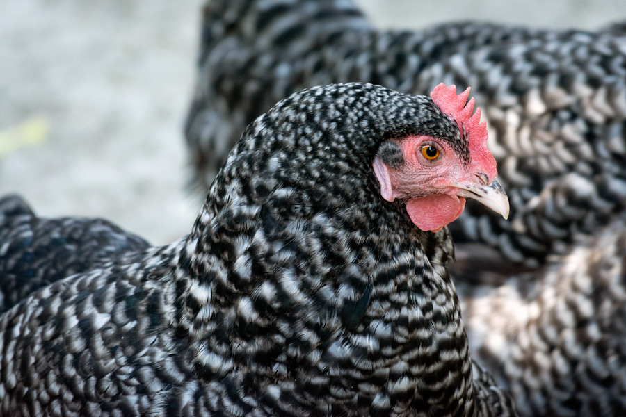 Black and white chickens photo